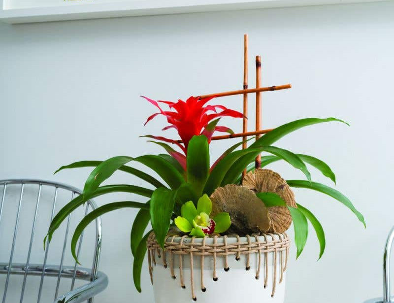 White Hideaway Pot with two tone neutral base and woven rattan detailing around top rim, holding tropical red flower plant. 