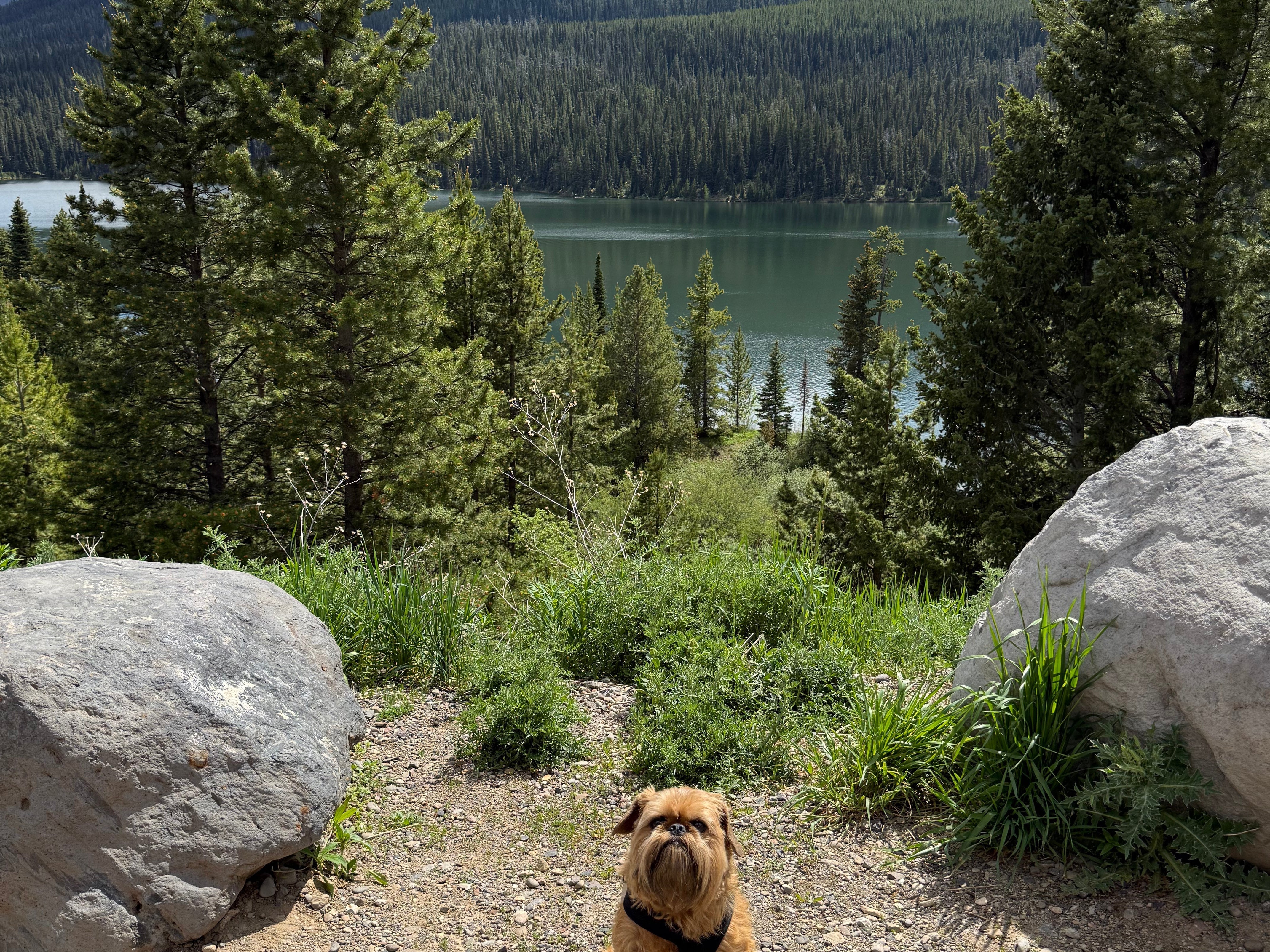 Celebrating Rupert: Six Years of Trails, Tents & Tail Wags