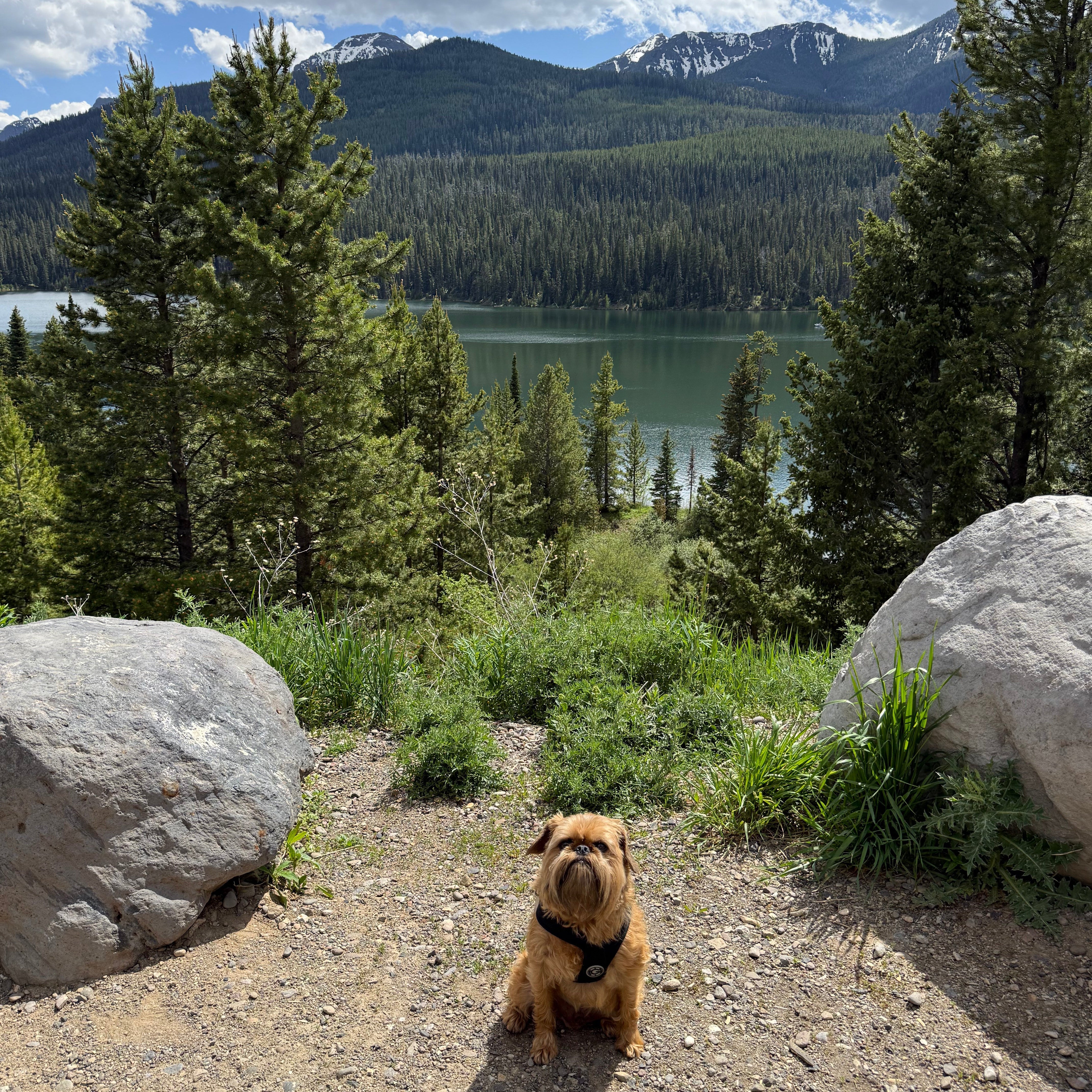 Celebrating Rupert: Six Years of Trails, Tents & Tail Wags