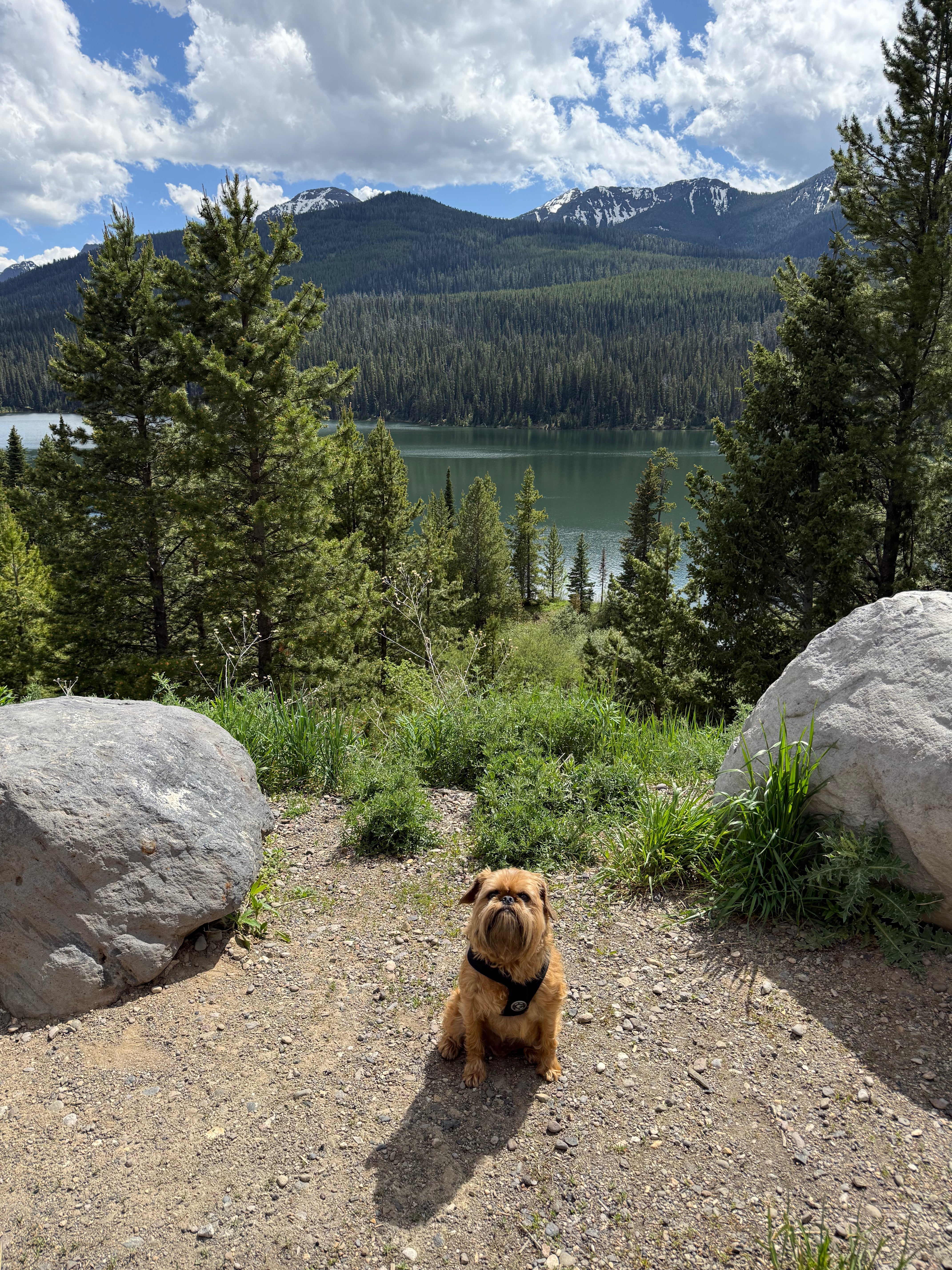 Celebrating Rupert: Six Years of Trails, Tents & Tail Wags