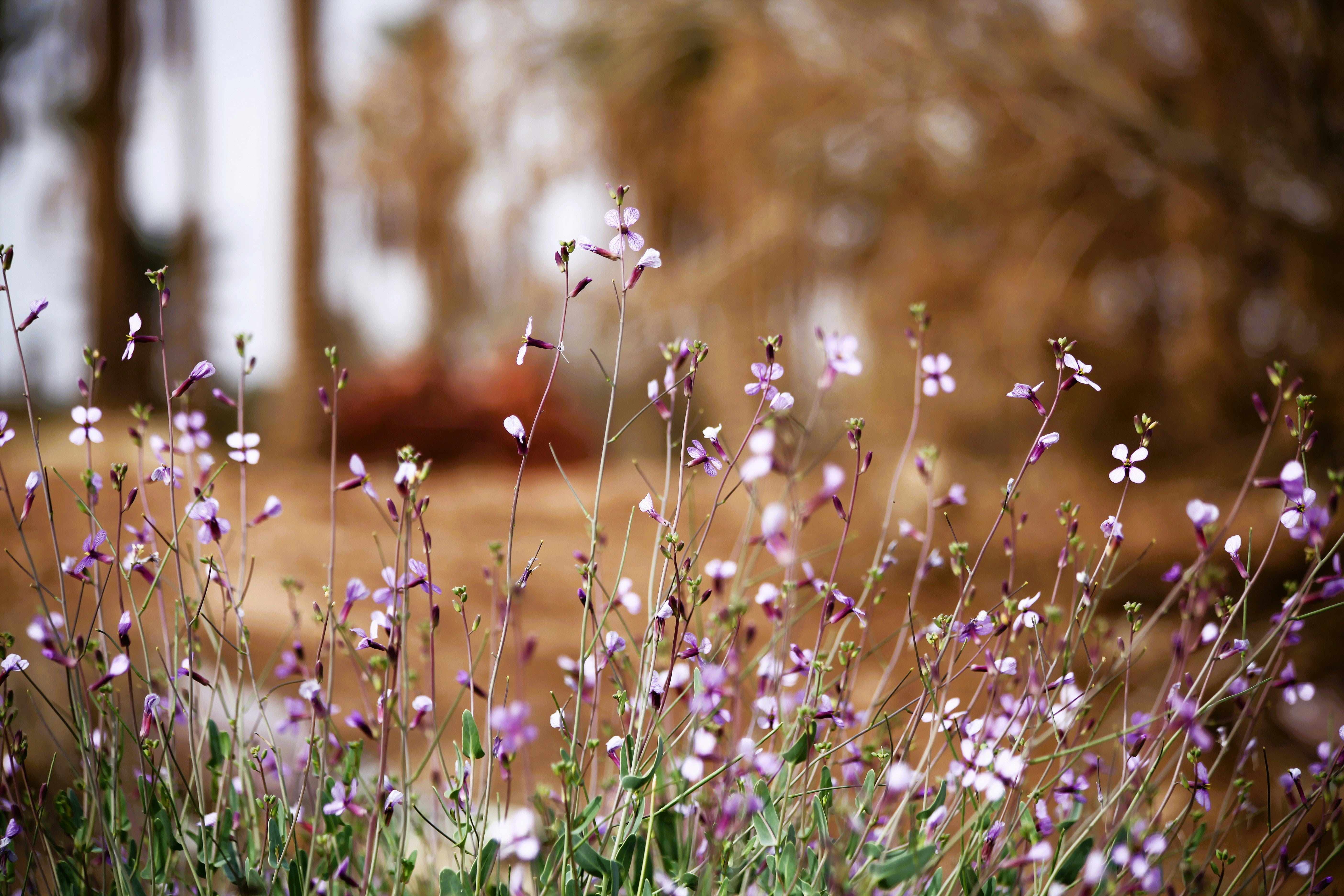 Welcoming Desert Spring: Fresh Ways to Embrace the Season with Desert Sol