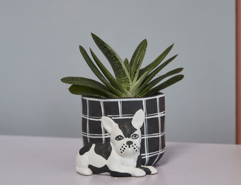 dog pot plant Pampered Dog Pot – Desert Sol