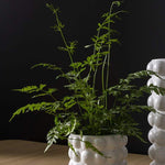 Mindful Modern collection Bubble pot matte white finish and four rows of bubbles, holding leafy green plant. 
