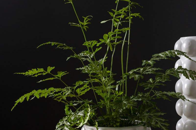 Mindful Modern collection Bubble pot matte white finish and four rows of bubbles, holding leafy green plant. 