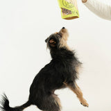 Dog reaching up to a person holding a bag of treats on a white background