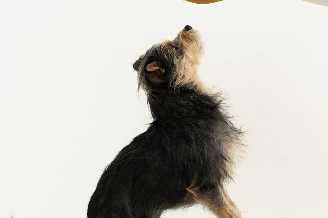 Dog reaching up to a person holding a bag of treats on a white background