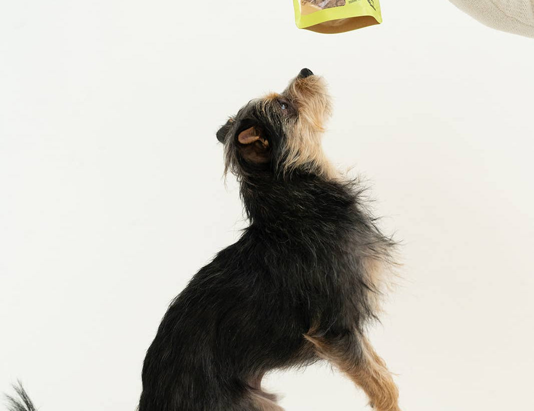 Dog reaching up to a person holding a bag of treats on a white background