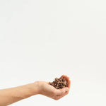 Hand holding a small pile of coffee beans against a white background