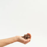 Hand holding a small pile of coffee beans against a white background