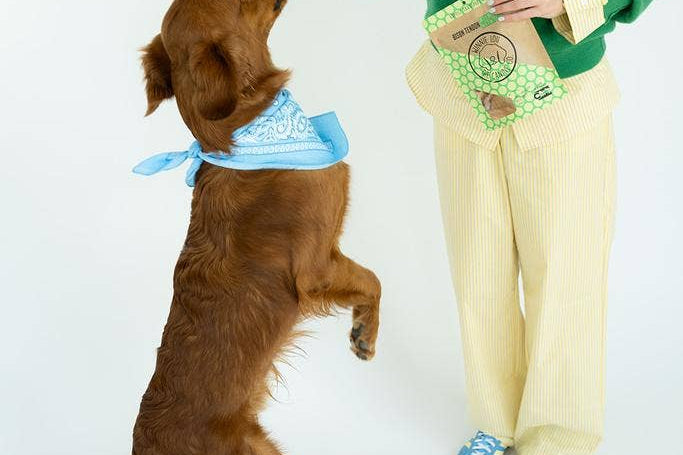 Woman in green sweater and yellow pants standing next to a brown dog wearing a blue bandana on a white background
