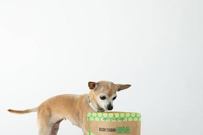 Small dog standing next to a bag of dog treats on a white background