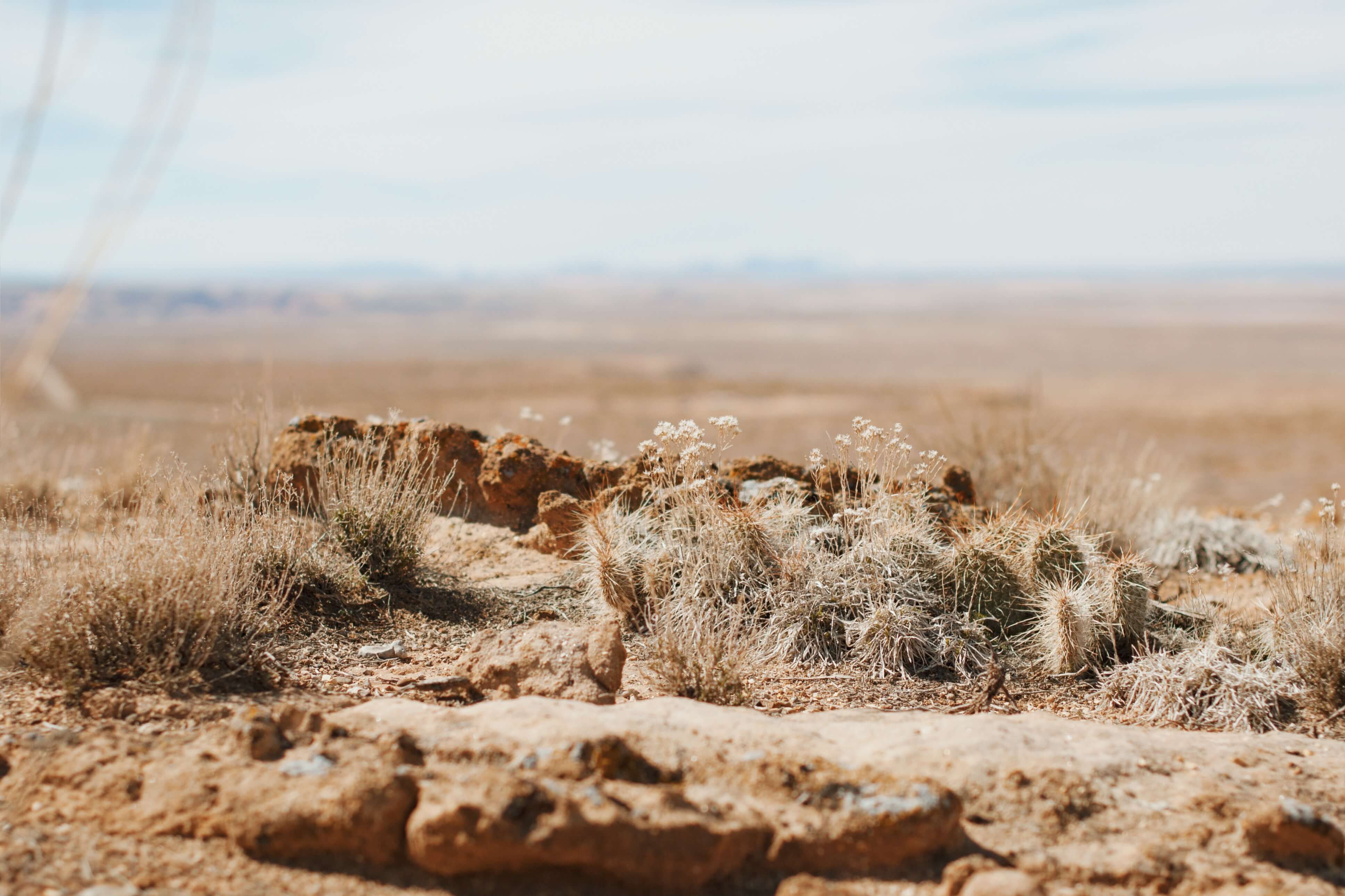 Moab, Utah desert grasses and sand with a blue sky background.