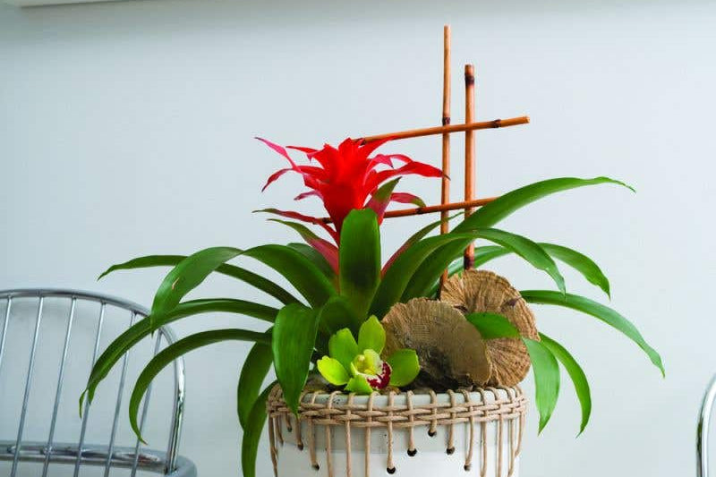 White Hideaway Pot with two tone neutral base and woven rattan detailing around top rim, holding tropical red flower plant. 