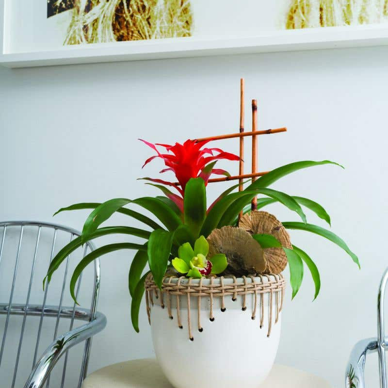 White Hideaway Pot with two tone neutral base and woven rattan detailing around top rim, holding tropical red flower plant. 
