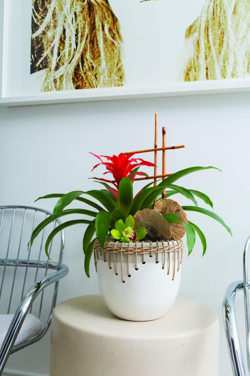 White Hideaway Pot with two tone neutral base and woven rattan detailing around top rim, holding tropical red flower plant. 