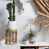 White Hideaway Pot with two tone neutral base and woven rattan detailing around top rim. Surrounded by other baskets and plants in white interior.