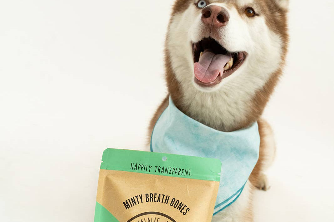 Dog with a package of Minty Breath Bones on a white background