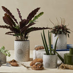 Four Sunrise to Sunset planter series Pots by Citrine holding aloe, purple, and green plants. 