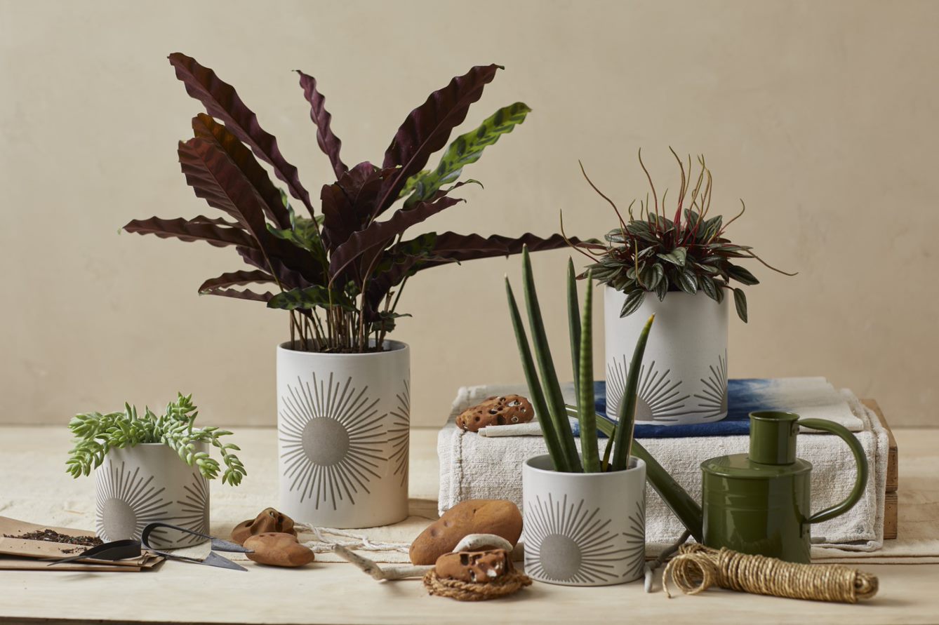 Four Sunrise to Sunset planter series Pots by Citrine holding aloe, purple, and green plants. 
