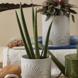 Small Sunrise to Sunset planter Pot by Citrine holding aloe plant with golden sun design on natural white. Set in interior with large pot and leafy plant in background.