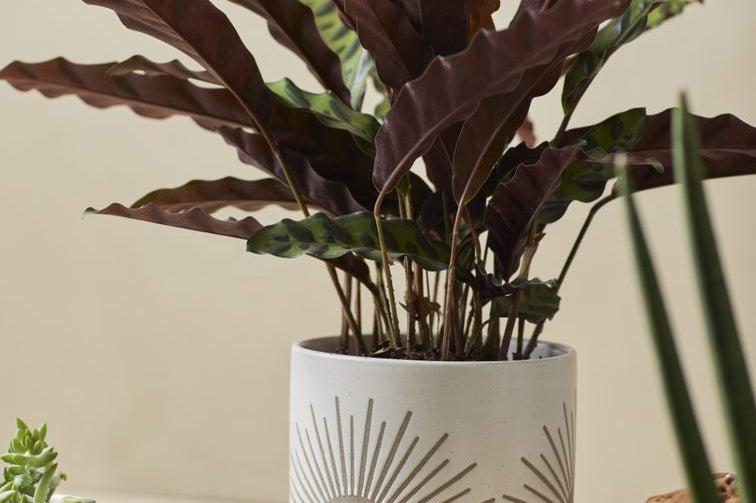 Large Sunrise to Sunset planter Pot by Citrine holding purple plant with golden sun design on natural white.