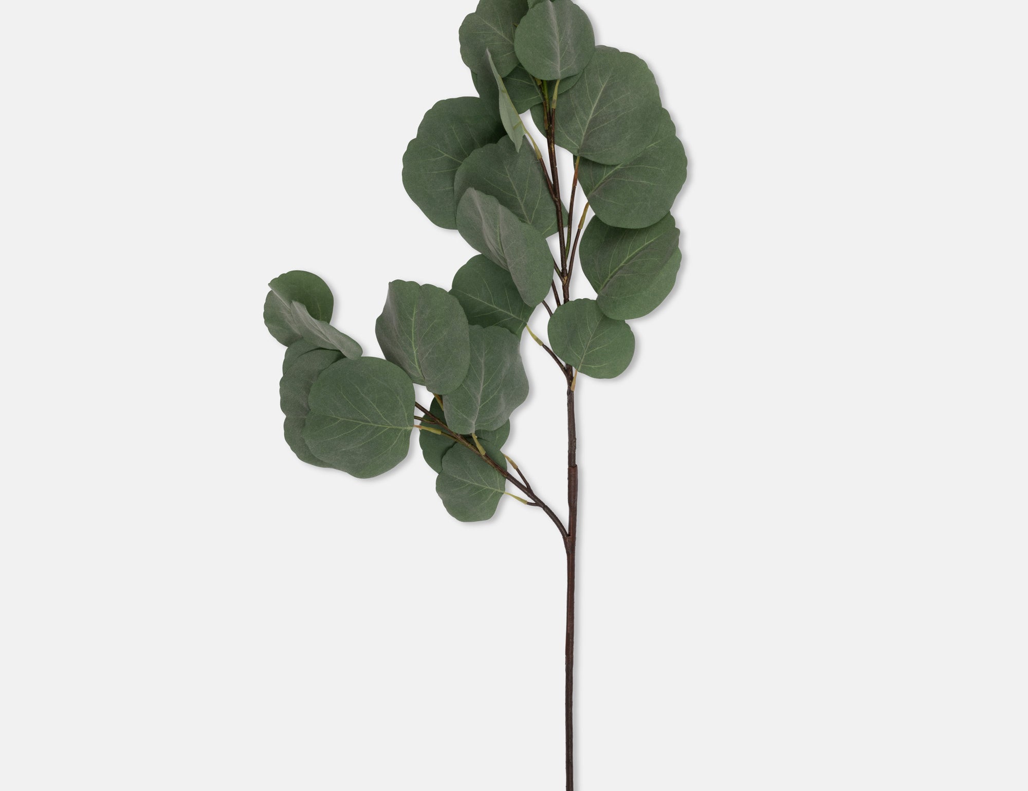 Abigail Ahern Artificial Eucalyptus Silver Dollar, single faux stem with round green leaves on white