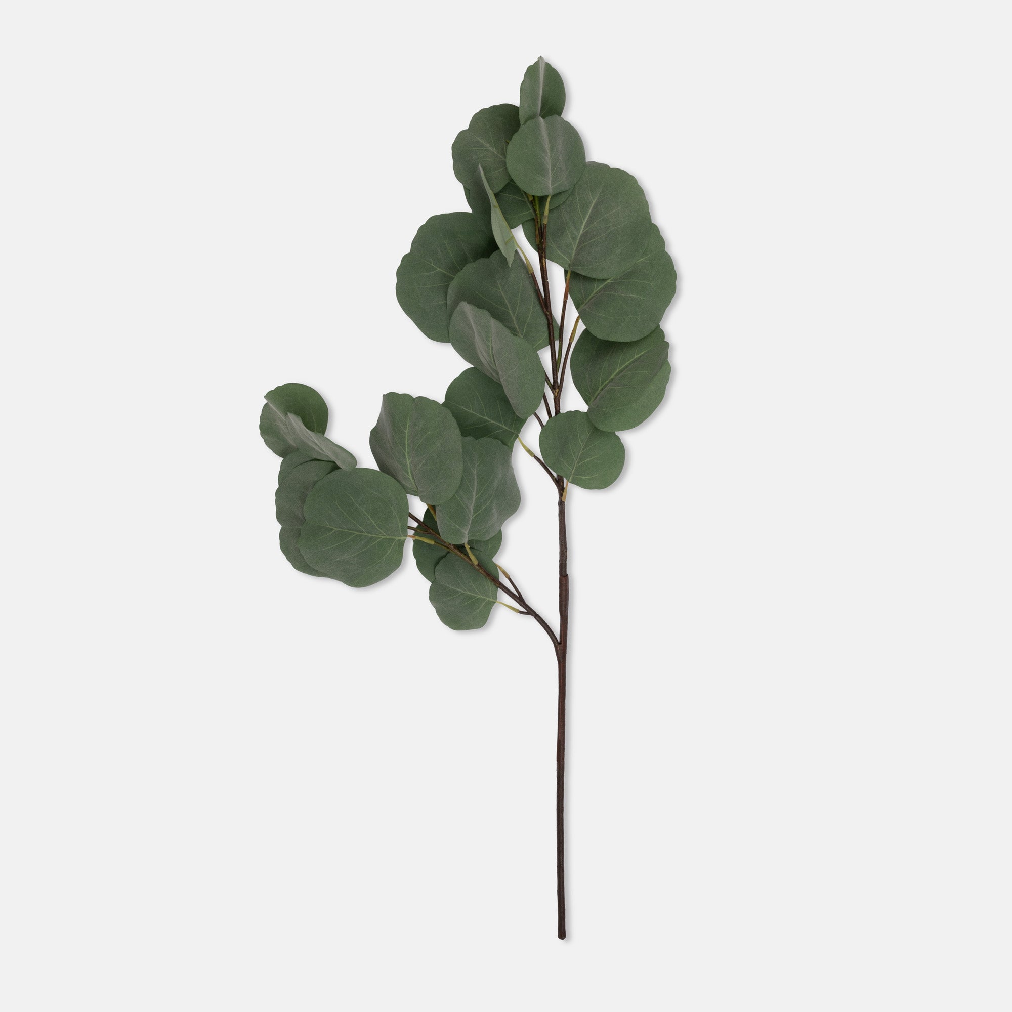 Abigail Ahern Artificial Eucalyptus Silver Dollar, single faux stem with round green leaves on white