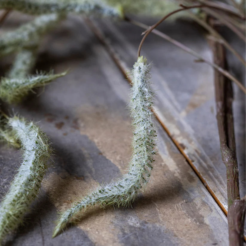 Abigail Ahern Artificial Trailing Catkin, close-up of the fuzzy sage-green catkins