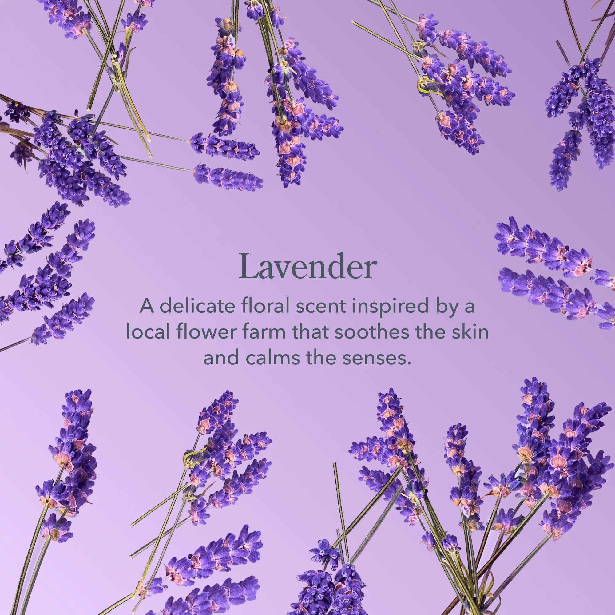Beekman 1802 Lavender scent description surrounded by fresh lavender sprigs
