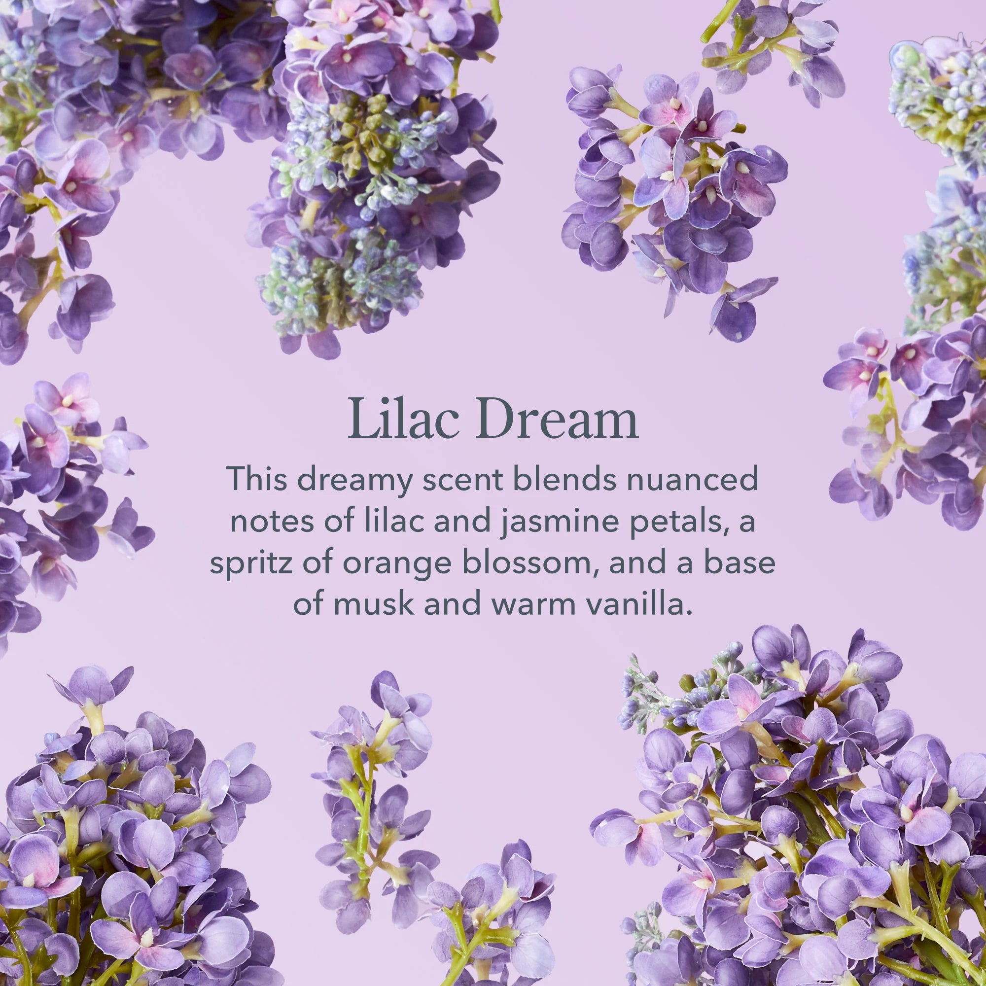 Beekman 1802 Lilac Dream scent description surrounded by purple lilac blossoms