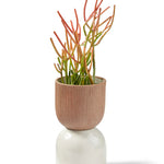 Citrine Canyon Tabletop Medium Vessel, a ribbed terracotta cup on a white ceramic base holding a succulent