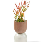 Citrine Canyon Tabletop Medium Vessel, a ribbed terracotta cup on a white ceramic base holding a succulent