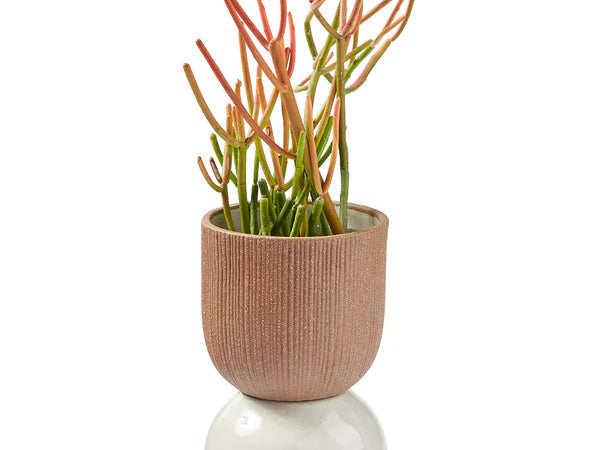 Citrine Canyon Tabletop Medium Vessel, a ribbed terracotta cup on a white ceramic base holding a succulent