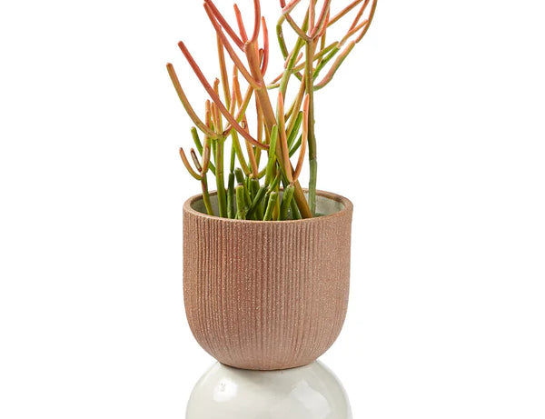 Citrine Canyon Tabletop Medium Vessel, a ribbed terracotta cup on a white ceramic base holding a succulent