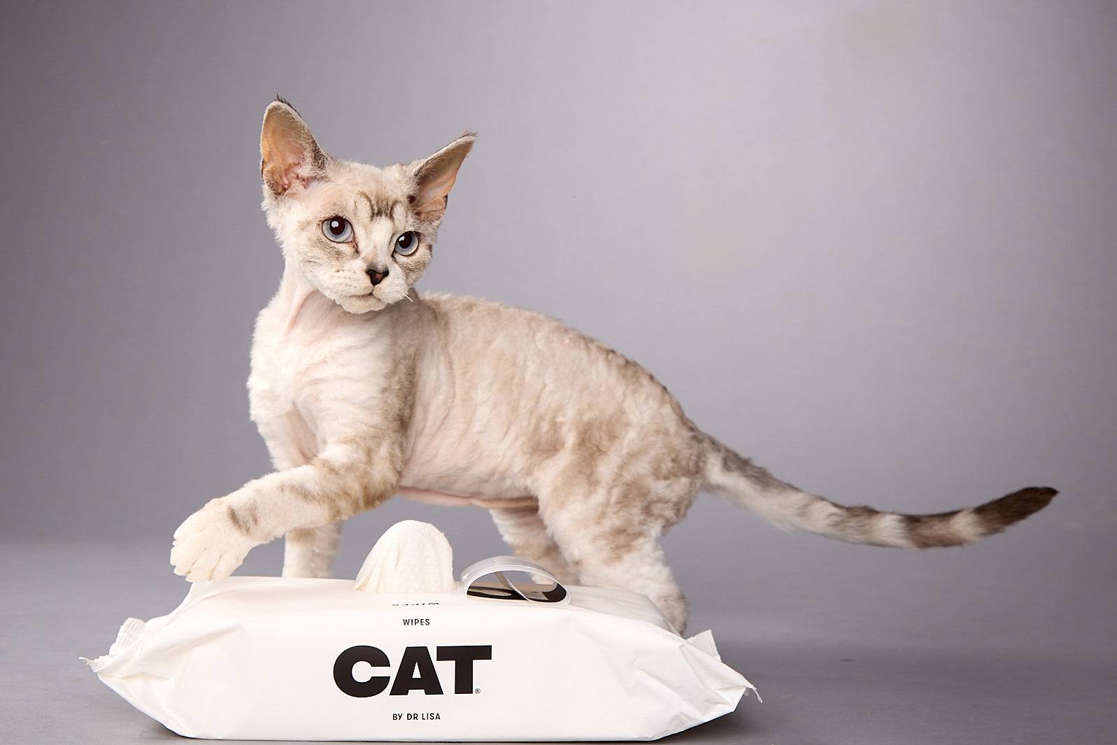 Cream Devon Rex cat standing over a pack of DOG by Dr Lisa Cat Wipes