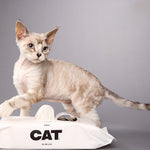 Cream Devon Rex cat standing over a pack of DOG by Dr Lisa Cat Wipes