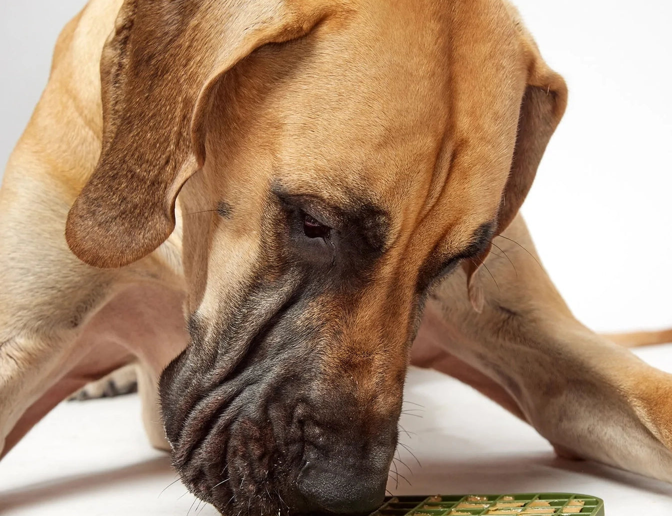Great Dane licking peanut butter from the DOG by Dr Lisa DOG Lick Mat in Khaki