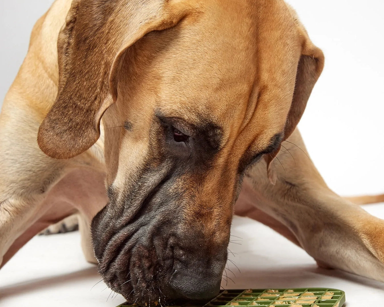 Great Dane licking peanut butter from the DOG by Dr Lisa DOG Lick Mat in Khaki