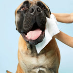 Large tan dog having its face wiped with a DOG by Dr Lisa Dog Wipe