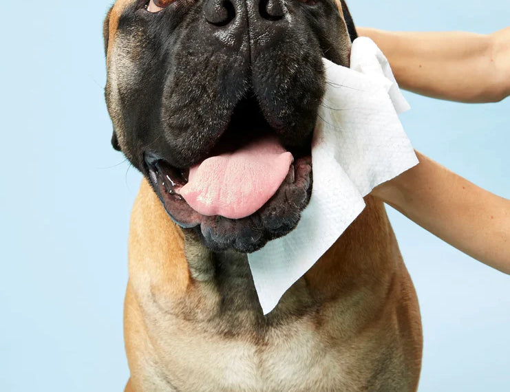 Large tan dog having its face wiped with a DOG by Dr Lisa Dog Wipe