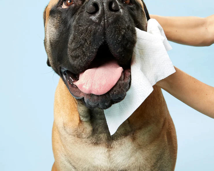 Large tan dog having its face wiped with a DOG by Dr Lisa Dog Wipe