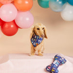 Dachshund wearing the Foggy Dog Dog Bandana in Birthday with balloons and a bone toy