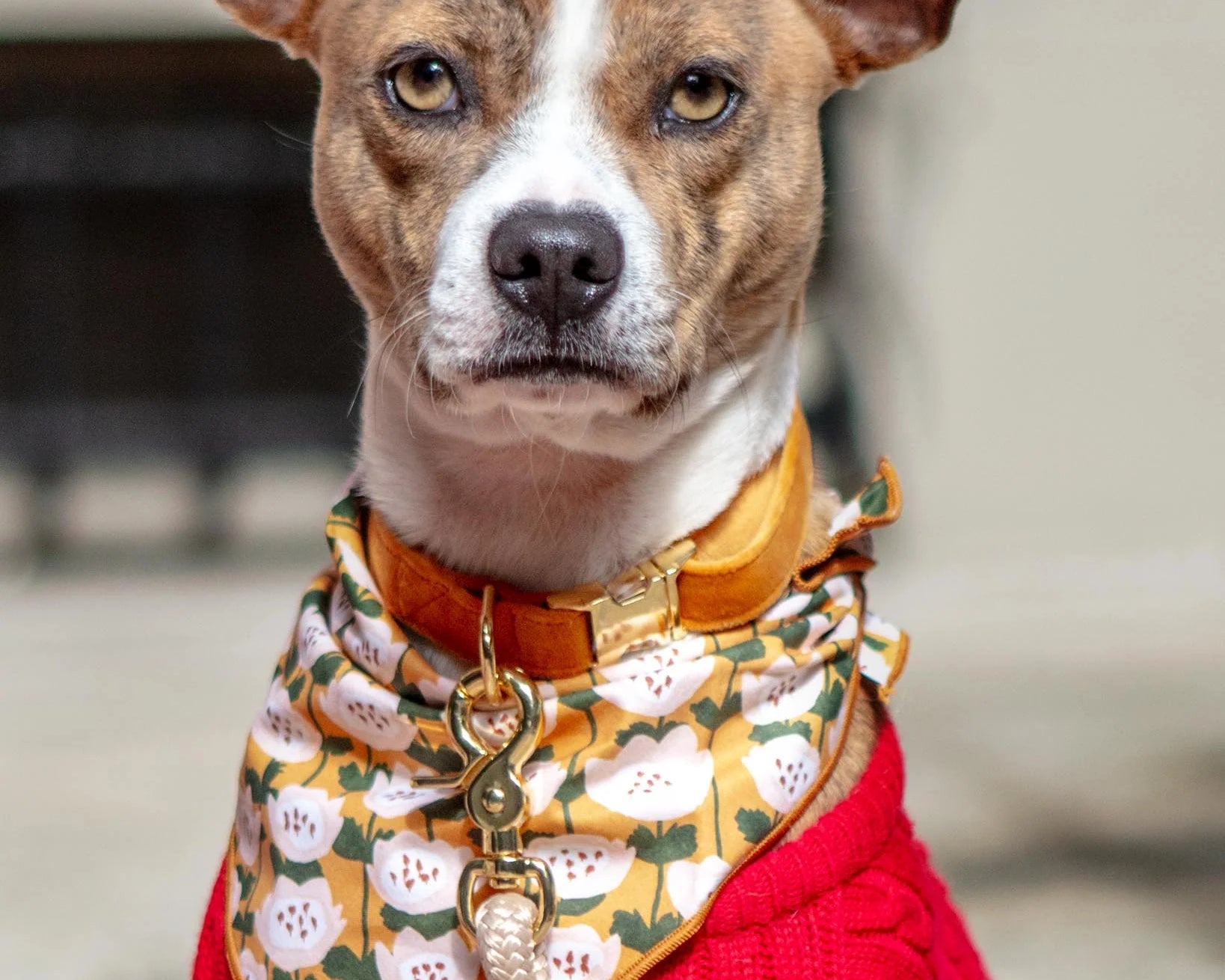 Brindle dog in a red sweater wearing the Foggy Dog Dog Bandana in Golden Flowers