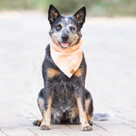 Australian cattle dog sitting on pavers wearing the Foggy Dog Dog Bandana in Sorbet Gingham