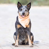 Australian cattle dog sitting on pavers wearing the Foggy Dog Dog Bandana in Sorbet Gingham