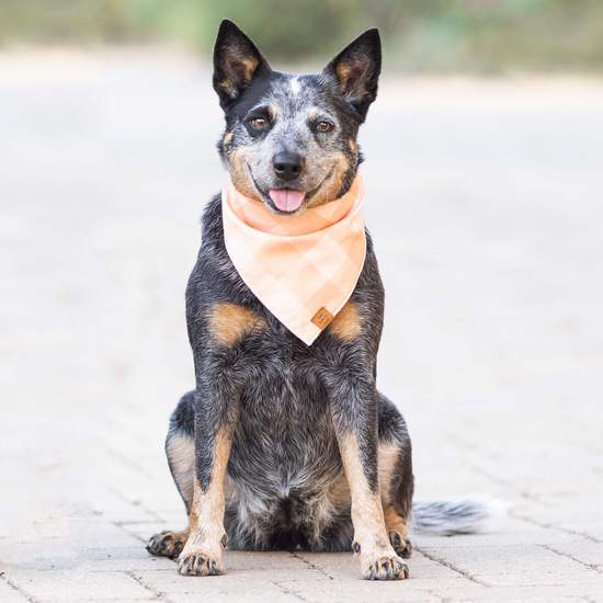 Australian cattle dog sitting on pavers wearing the Foggy Dog Dog Bandana in Sorbet Gingham