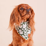 Cavalier King Charles spaniel wearing the Foggy Dog Dog Bandana in Squirrel