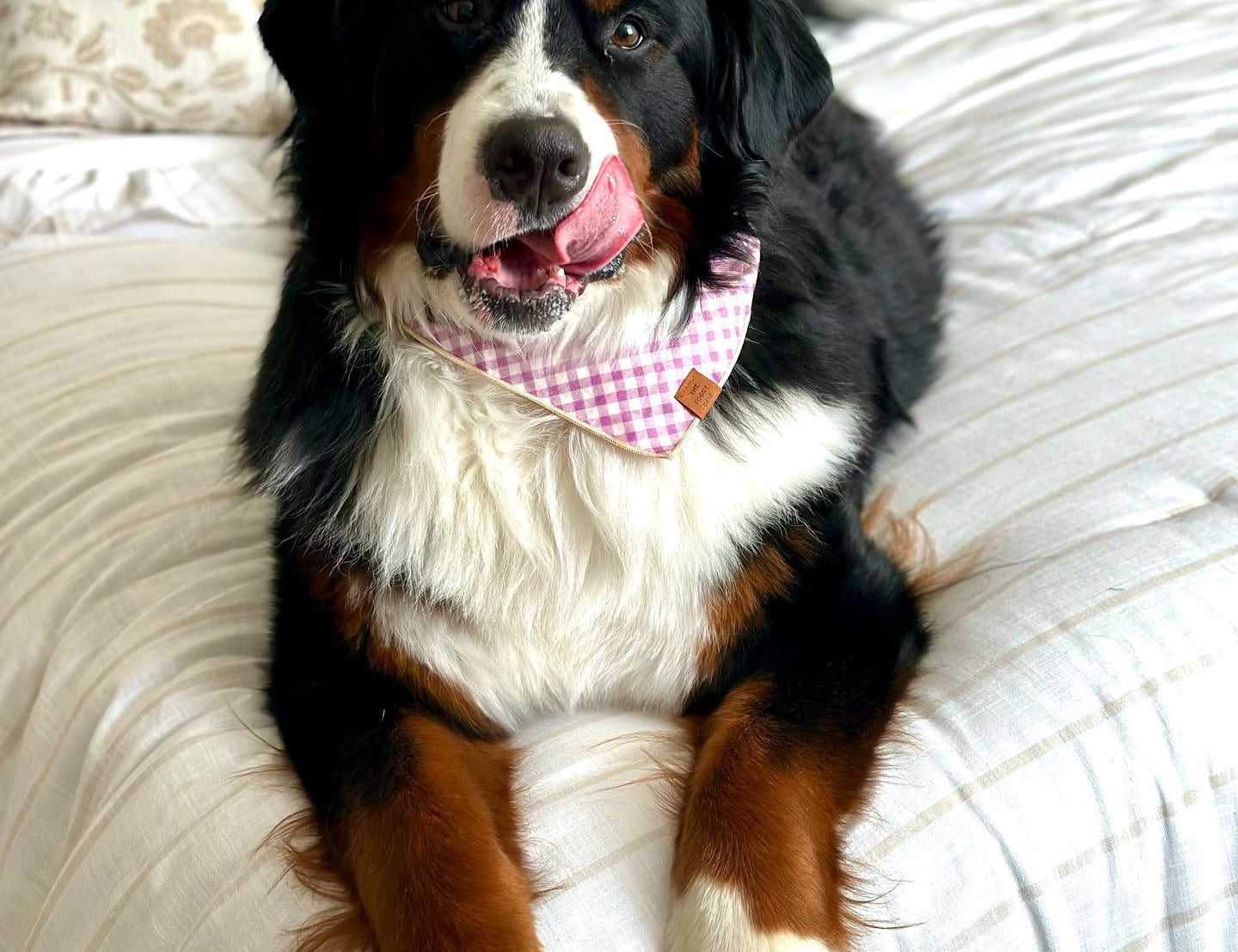 Bernese mountain dog on a bed wearing the Foggy Dog Dog Bandana in Thistle Gingham