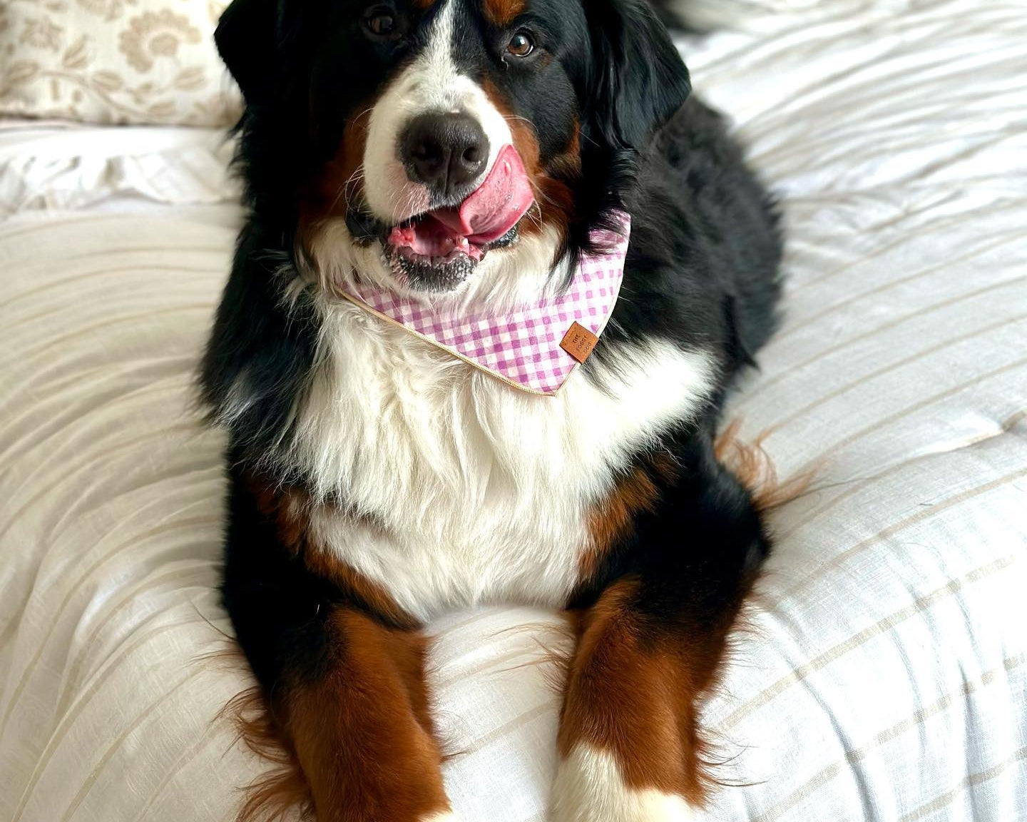 Bernese mountain dog on a bed wearing the Foggy Dog Dog Bandana in Thistle Gingham
