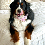 Bernese mountain dog on a bed wearing the Foggy Dog Dog Bandana in Thistle Gingham